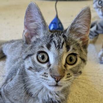 Rescue Domestic Short Hair Cats for Adoption in Verona, Wisconsin - Leonard | PetCurious