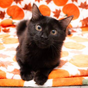 Brionne -  Domestic Medium Hair Cat for Adoption in Richmond, Virginia - Brionne | PetCurious