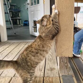 Domestic Short Hair Cats Available for Adoption - Lollipop | PetCurious