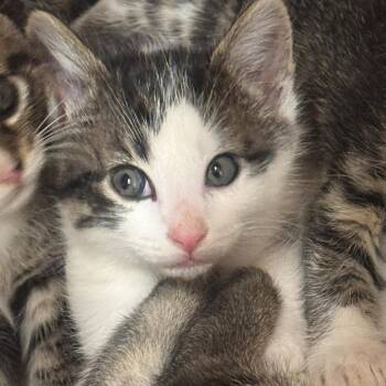 Odysseus -  Domestic Short Hair Cat Available for Adoption in Starkville, Mississippi - Odysseus | PetCurious