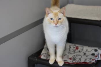 Tommy -  Domestic Short Hair Cat for Adoption in Rockford, Illinois - Tommy | PetCurious
