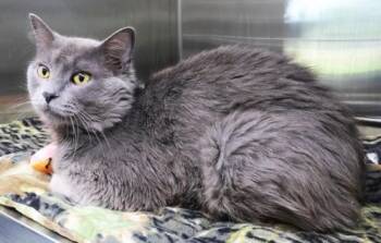 Richard -  Domestic Short Hair Cat for Adoption in Thief River Falls, Minnesota - Richard | PetCurious