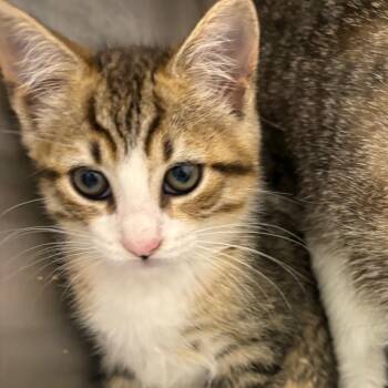 Liberty -  Domestic Short Hair Cat Available for Adoption in Pennsville Township, New Jersey - Liberty | PetCurious