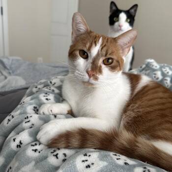 Rescue Domestic Short Hair Cats for Adoption in Savannah, Georgia - Grainger | PetCurious