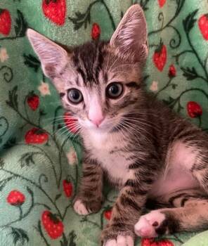 KOA -  Domestic Short Hair Cat for Adoption in Tustin, California - KOA | PetCurious