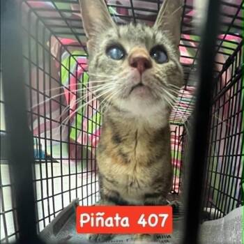 Pinata 407 -  Domestic Short Hair Cat for Adoption in Philadelphia, Pennsylvania - Pinata 407 | PetCurious