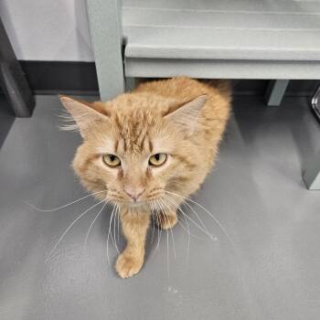 Domestic Long Hair Cats Available for Adoption - Garfield | PetCurious