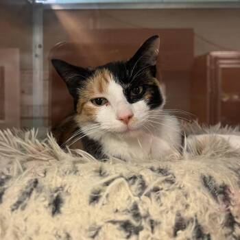 Domestic Short Hair Cats Available for Adoption in South Elgin, Illinois - Fable | PetCurious