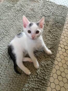 Possum -  Domestic Short Hair Cat for Adoption in Grosse Pointe Farms, Michigan - Possum | PetCurious