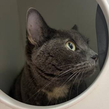 Frida -  Domestic Short Hair Cat for Adoption in Champaign, Illinois - Frida | PetCurious
