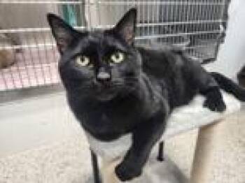 Domestic Short Hair Cats Available for Adoption - Boo | PetCurious
