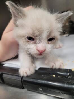 Kirby Reed -  Domestic Short Hair Cat for Adoption in Angola, Indiana - Kirby Reed | PetCurious