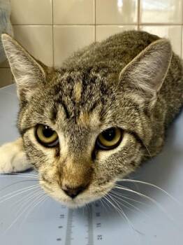 Domestic Short Hair Cats Available for Adoption - Wendy | PetCurious