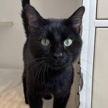 Portugal -  Domestic Short Hair Cat for Adoption in Naperville, Illinois - Portugal | PetCurious