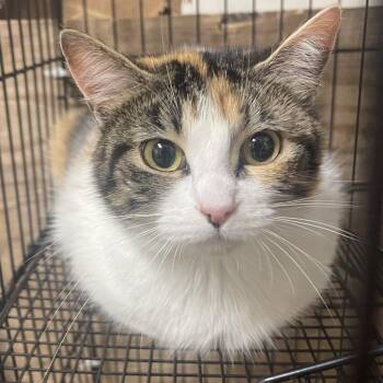 Domestic Short Hair Cats Available for Adoption in Tulsa, Oklahoma - Cakester | PetCurious