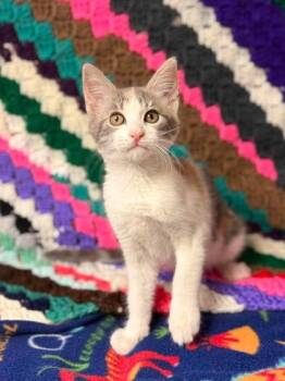 Chai -  Domestic Short Hair Cat for Adoption in Visalia, California - Chai | PetCurious