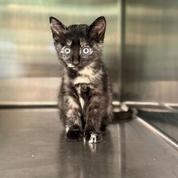 Dolly 5896 -  Domestic Short Hair Cat for Adoption in Hamilton, Georgia - Dolly 5896 | PetCurious