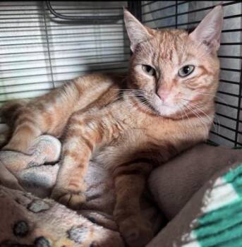 Domestic Short Hair Cats Available for Adoption - Constance | PetCurious