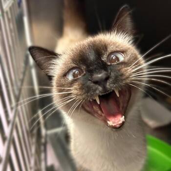 Onkey -  Domestic Short Hair Cat for Adoption in Davenport, Iowa - Onkey | PetCurious