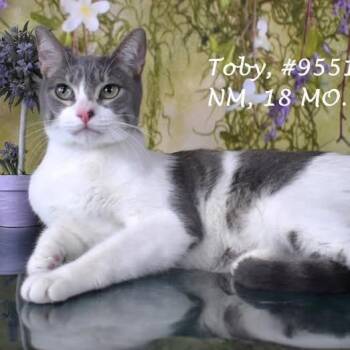 Domestic Short Hair Cats Available for Adoption - Tobias | PetCurious