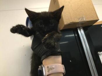 A1918117 -  Domestic Short Hair Cat for Adoption in Thousand Palms, California - A1918117 | PetCurious