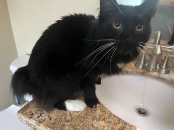 Rescue Manx and Domestic Long Hair Cats for Adoption in Folsom, California - Bear - Urgent | PetCurious