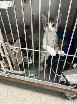 Stop Sign -  Domestic Short Hair Cat for Adoption in Fishers, Indiana - Stop Sign | PetCurious