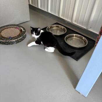 Lee Biscuits -  American Shorthair Cat for Adoption in Big Rapids, Michigan - Lee Biscuits | PetCurious