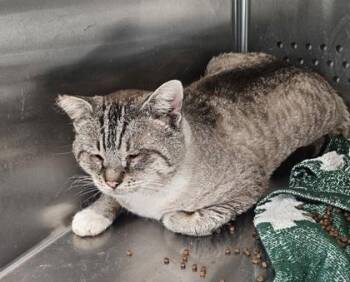 Domestic Short Hair and Siamese Cats Available for Adoption - Cecillus | PetCurious