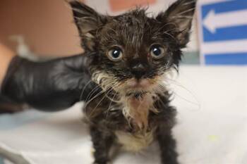 DENVER -  Domestic Short Hair Cat for Adoption in Columbia, South Carolina - DENVER | PetCurious