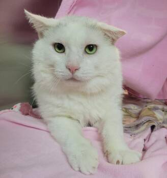 Lagoon -  Domestic Short Hair Cat for Adoption in Plover, Wisconsin - Lagoon | PetCurious