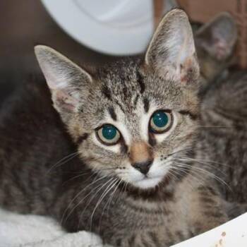 Superior -  Domestic Short Hair Cat for Adoption in Richmond, Virginia - Superior | PetCurious