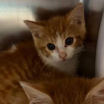 Domestic Medium Hair Cats Available for Adoption in Nashville, Tennessee - Indy | PetCurious