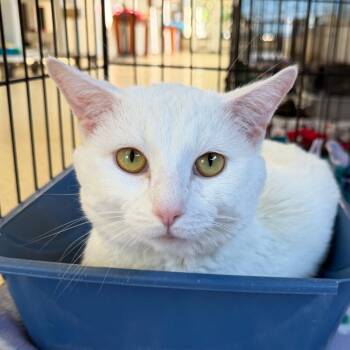 Tzatziki -  Domestic Short Hair Cat for Adoption in Riverwoods, Illinois - Tzatziki | PetCurious