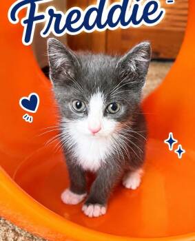 Freddie -  Tabby Cat for Adoption in Youngstown, Ohio - Freddie | PetCurious
