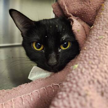 Snowflake -  Domestic Short Hair Cat for Adoption in Liberty, Missouri - Snowflake | PetCurious