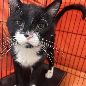 Piano -  Domestic Short Hair Cat for Adoption in Mokena, Illinois - Piano | PetCurious