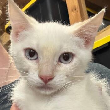 Cayenne AF -  Domestic Medium Hair Cat for Adoption in Austin, Texas - Cayenne AF | PetCurious