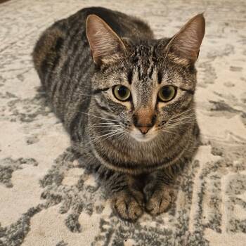 Rescue Domestic Short Hair Cats for Adoption in Lantana, Texas - Princeton | PetCurious