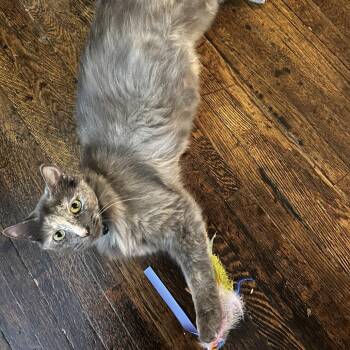Domestic Medium Hair Cats Available for Adoption - Lexi | PetCurious