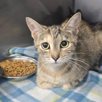 Lavender 26-0560 -  Domestic Short Hair Cat for Adoption in Yanceyville, North Carolina - Lavender 26-0560 | PetCurious