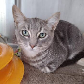 Denim -  Domestic Short Hair Cat for Adoption in Goleta, California - Denim | PetCurious