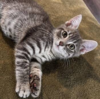 Hermes -  Domestic Short Hair Cat for Adoption in Omaha, Nebraska - Hermes | PetCurious
