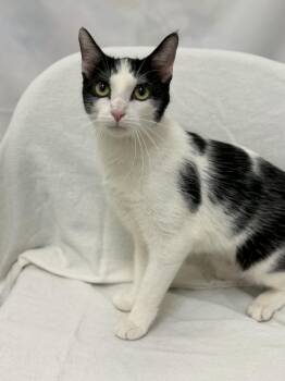 Domestic Short Hair Cats Available for Adoption in Martinsville, Indiana - Eleven | PetCurious