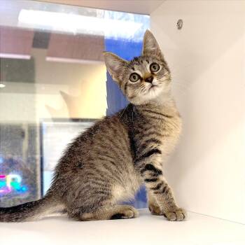Smokey -  Domestic Short Hair Cat for Adoption in League City, Texas - Smokey | PetCurious