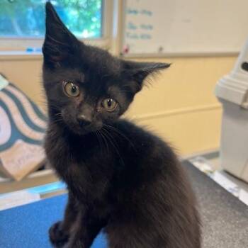 Domestic Short Hair Cats Available for Adoption in Lake Panasoffkee, Florida - Mamu | PetCurious