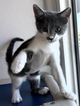 Liberty -  Domestic Short Hair Cat for Adoption in Venice, Florida - Liberty | PetCurious
