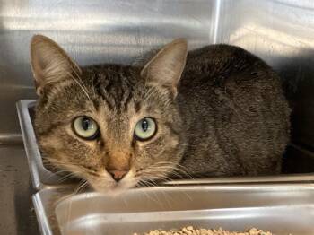 Domestic Short Hair Cats Available for Adoption in Tustin, California - WALTER | PetCurious