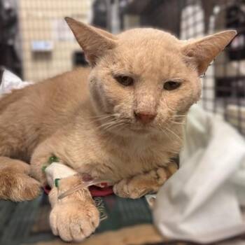KITTY -  Domestic Short Hair Cat for Adoption in San Antonio, Texas - KITTY | PetCurious
