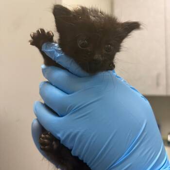 Magic Chef -  Domestic Medium Hair Cat for Adoption in Columbiana, Alabama - Magic Chef | PetCurious